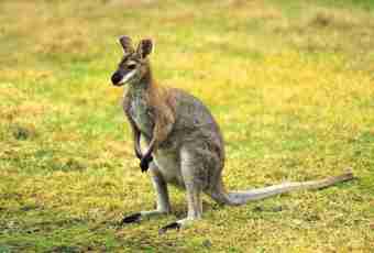 Why in Australia almost all animal marsupials