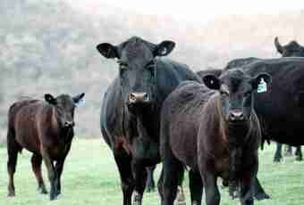 What arose earlier - agriculture or cattle breeding