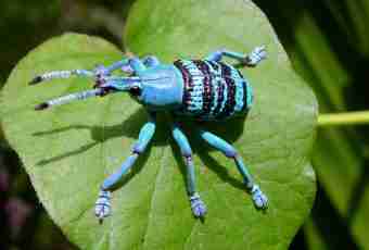 The most terrible insects of the planet