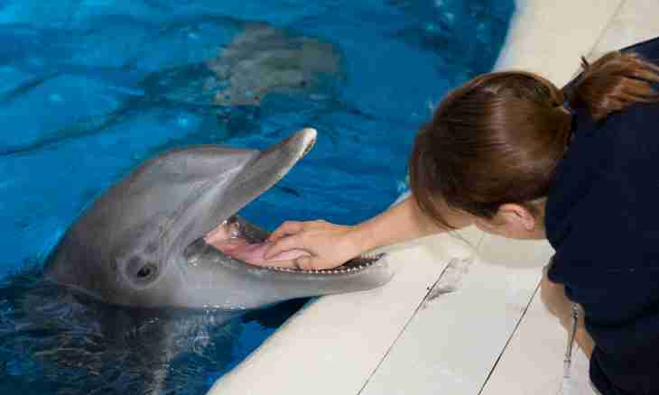 7 delusions of people about dolphins