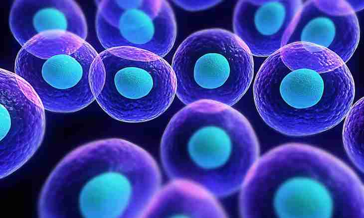 What is a stem cell