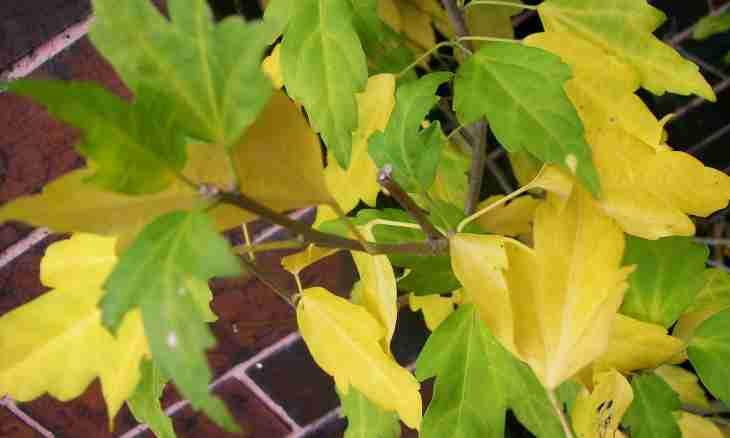 Why leaves turn yellow