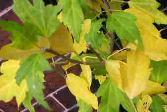 Why leaves turn yellow