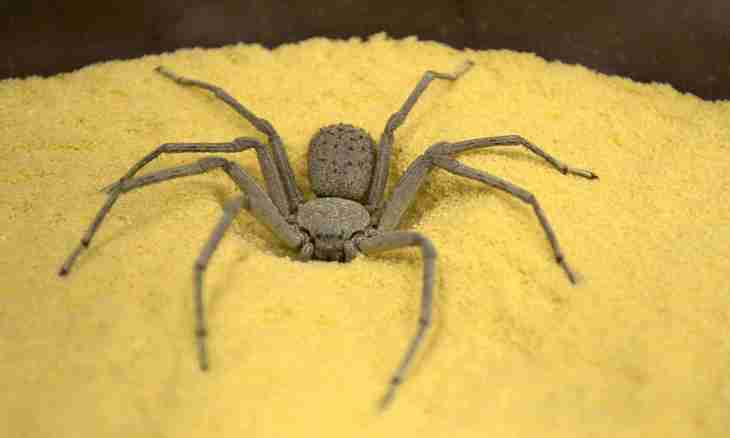 What most poisonous spider in the world
