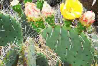 Species of cacti