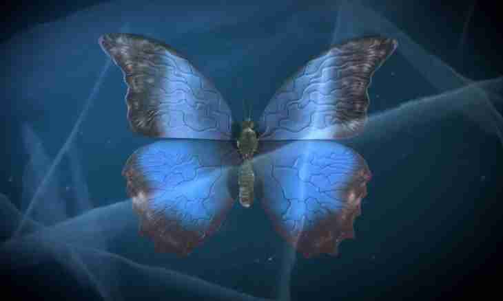What is ""Butterfly Effect"
