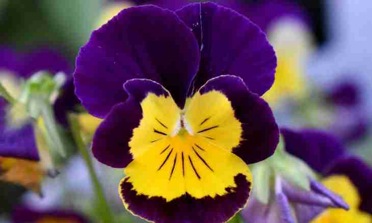 Why violets turn yellow