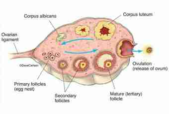 What is an ovum