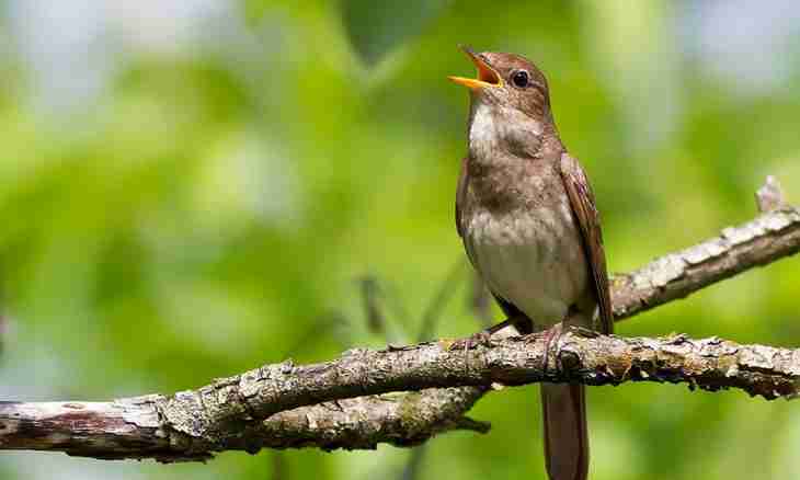 Why nightingales sing