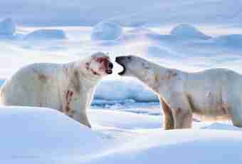 What animals in the Arctic