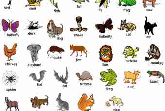 What signs are characteristic of mammals