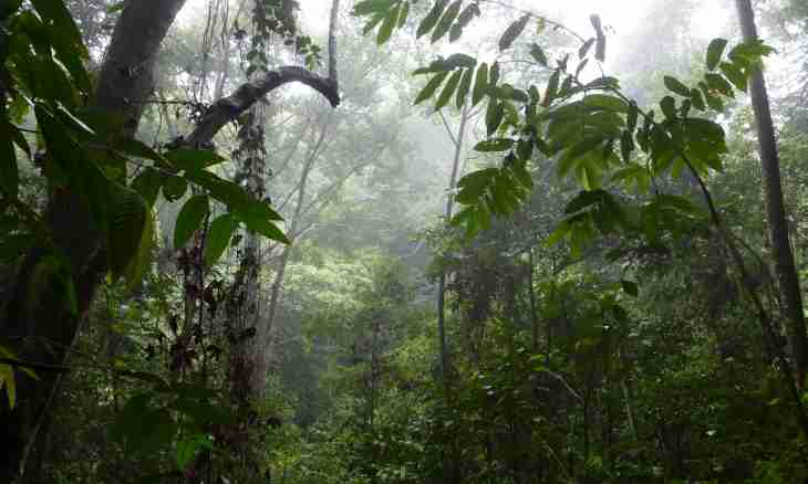 What animals are found in damp equatorial forests