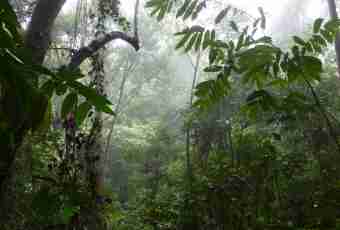 What animals are found in damp equatorial forests