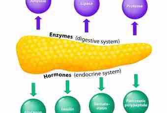 What role of enzymes in digestion