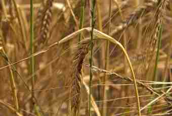 To what grain crops barley belongs