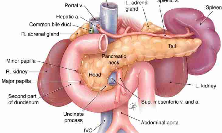 What functions of a pancreas