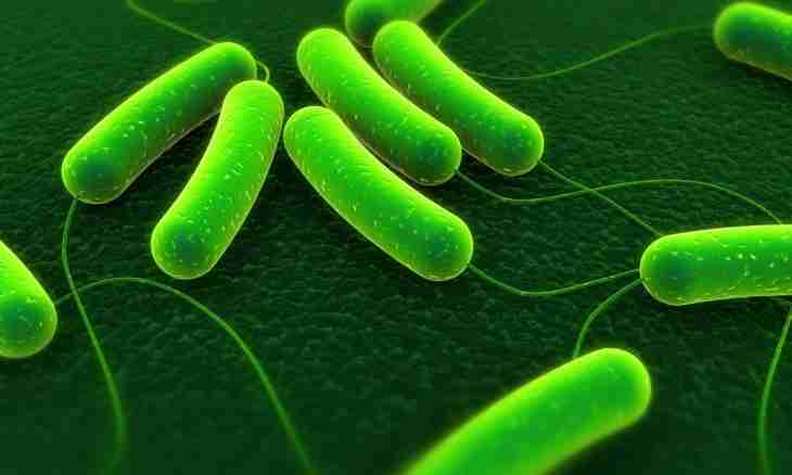 What bacteria call saprofitam