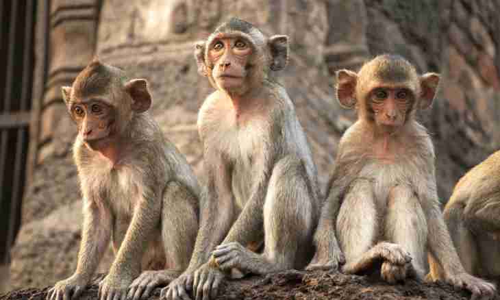 The most known breeds of monkeys