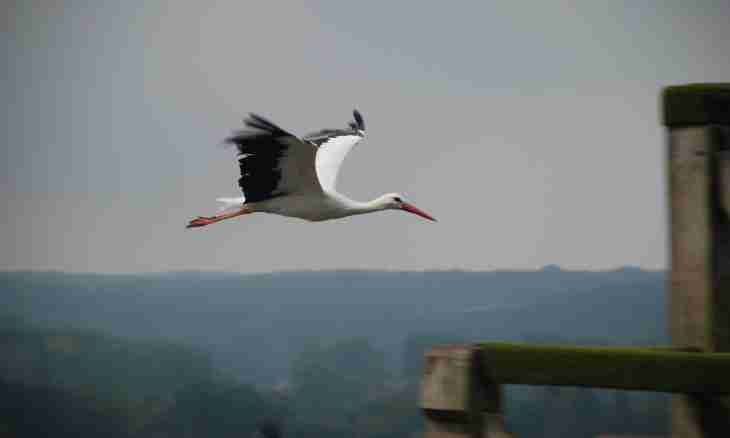 Where storks fly away