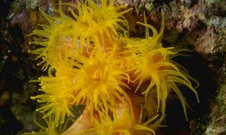 What are predatory sea plants