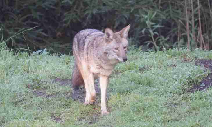 Coyote - the meadow wolf living in America