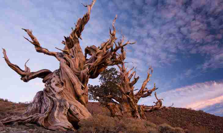 What tree the most ancient on Earth