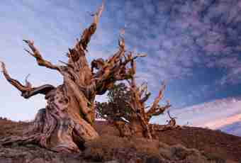 What tree the most ancient on Earth