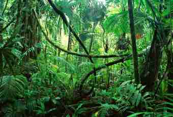 Animals and plants of tropical forests