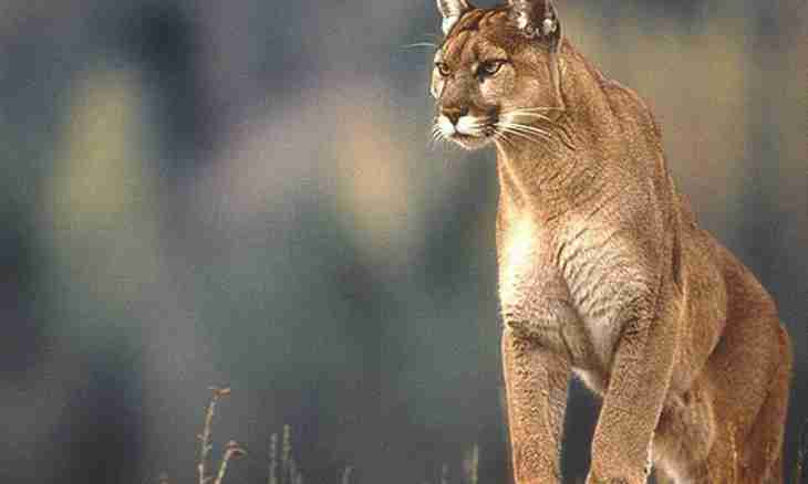 Where does the puma live in the nature?
