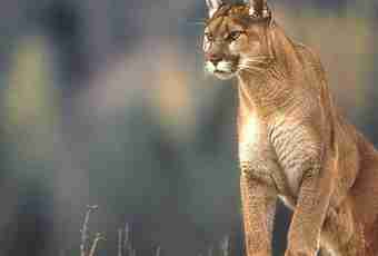 Where does the puma live in the nature?
