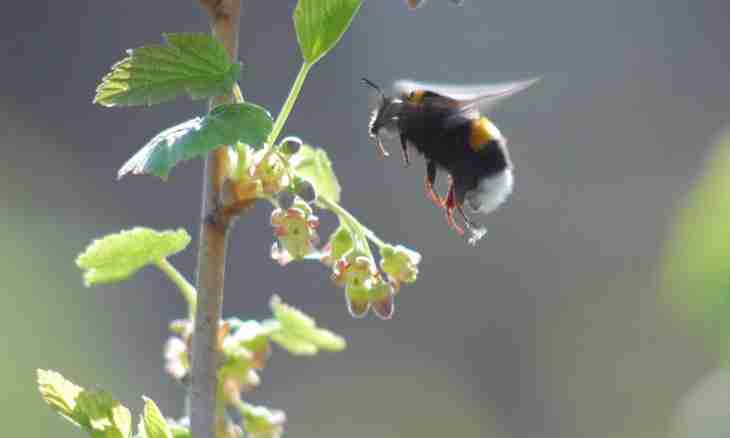 As well as where there nest and live bumblebees