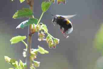 As well as where there nest and live bumblebees
