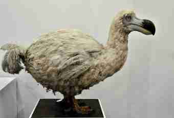 Dodo's bird: history of destruction