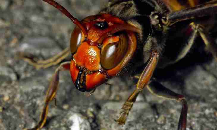 Hornets: predators among insects