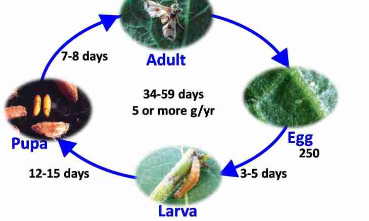 What is life cycle of an animal cage