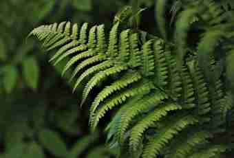 Why ferns are the higher plants