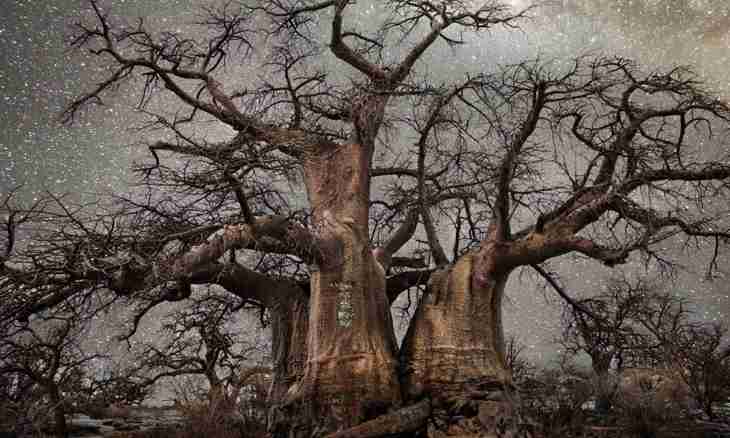 What tree the oldest in the world