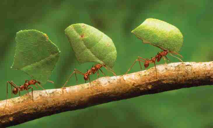 Why the scientist to know about habits of ants
