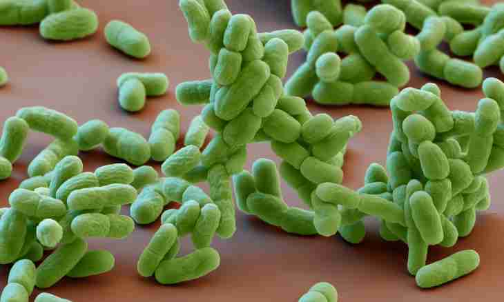 Why bacteria are considered as the most ancient organisms