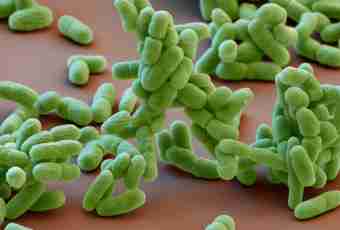 Why bacteria are considered as the most ancient organisms
