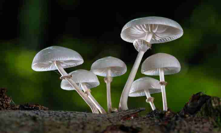 What characteristic signs of representatives of the Kingdom of mushrooms