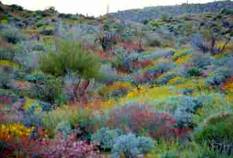 What plants grow in the desert