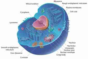 What is nucleons