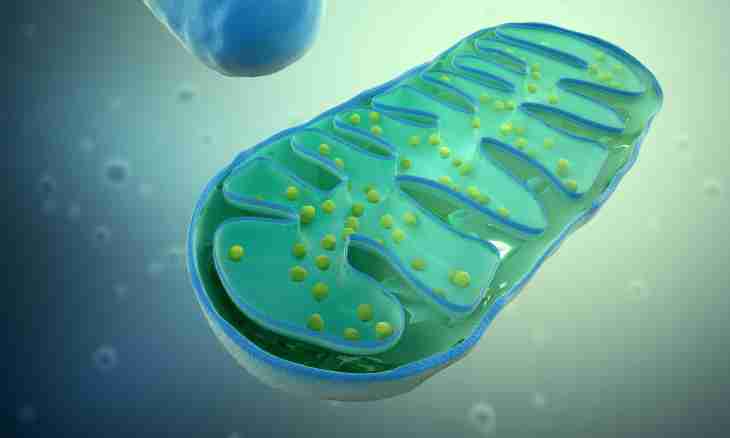 In what fabric most of all mitochondrions