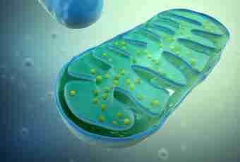 In what fabric most of all mitochondrions