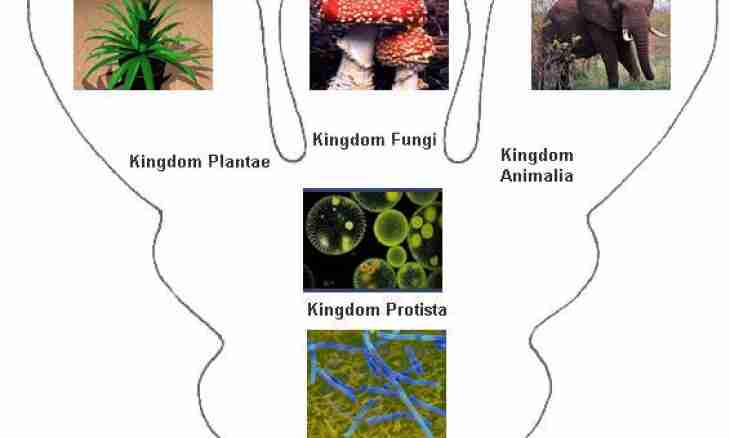 What kingdoms of living organisms allocate in the nature