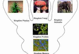 What kingdoms of living organisms allocate in the nature
