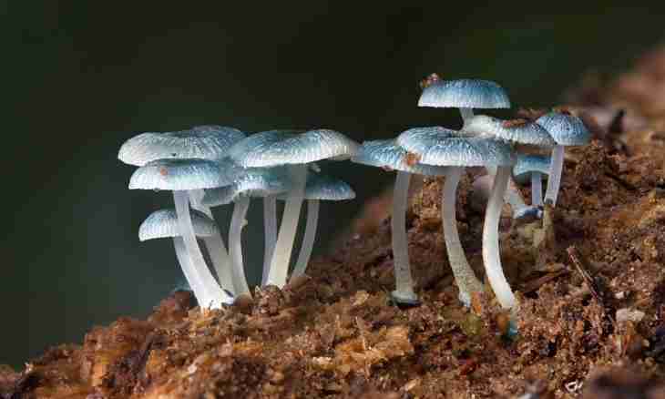 What signs of plants mushrooms have
