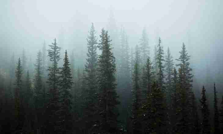 Why coniferous do not change coloring