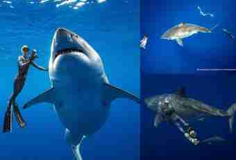 What sharks attack people and where they are found